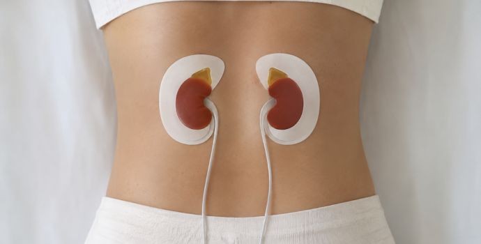 "Medical illustration showing the adrenal glands located above the kidneys, the source of cortisol production in the body"